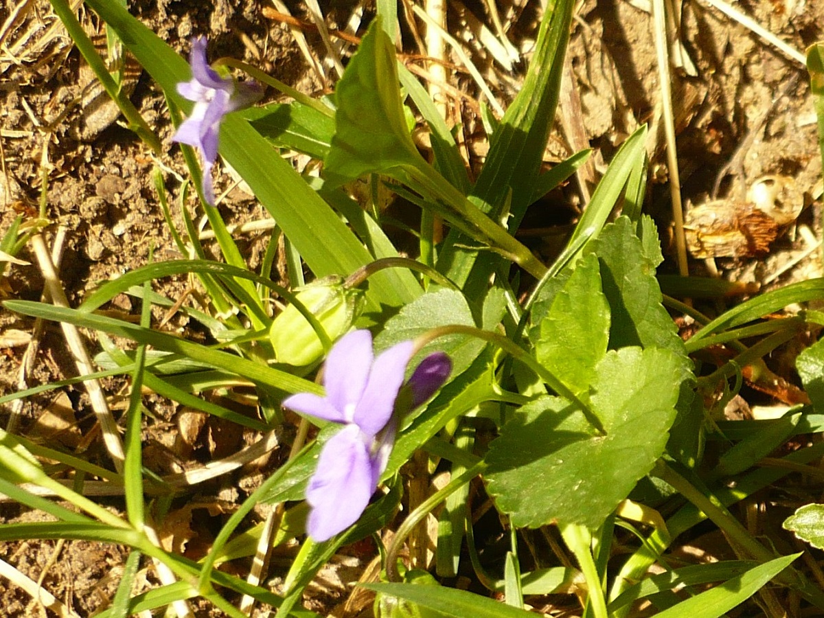 Viola reichenbachiana (Violaceae)